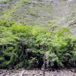 Canyon del Sumidero - Cormorano