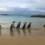 pinguini a mare
