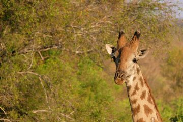 kruger itinerario due giorni