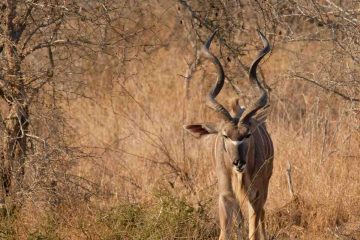 kudu maggiore