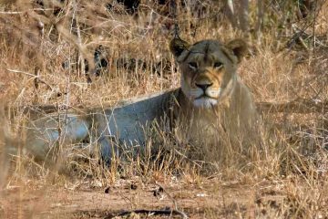 organizzare safari kruger