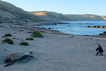 ela su spiaggia elefanti marini estancia antonieta
