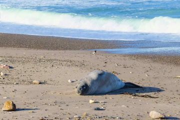 elefante marino su spiaggia dos pozos chubut