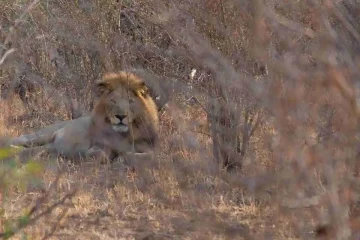 marloth park cosa fare leone safari
