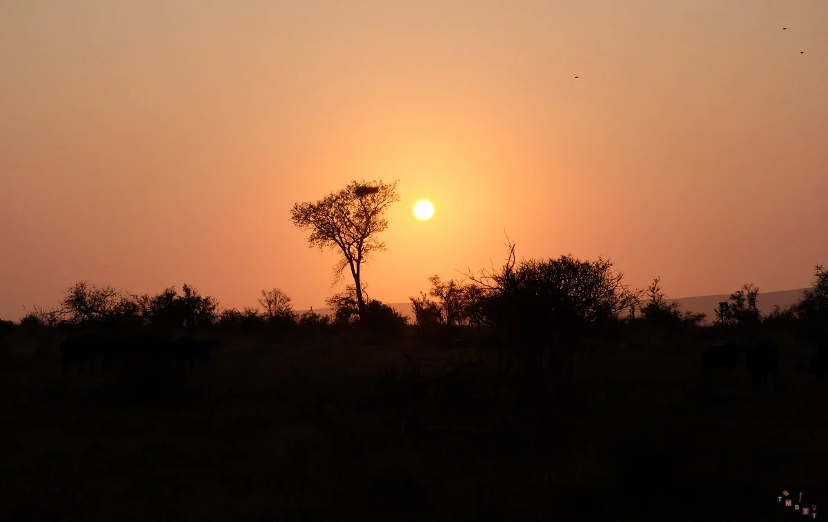 alba safari sudafrica kruger