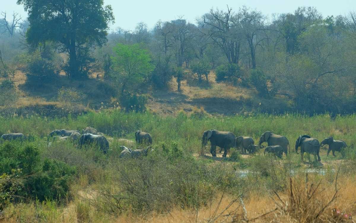 elefanti al fiume safari kruger park