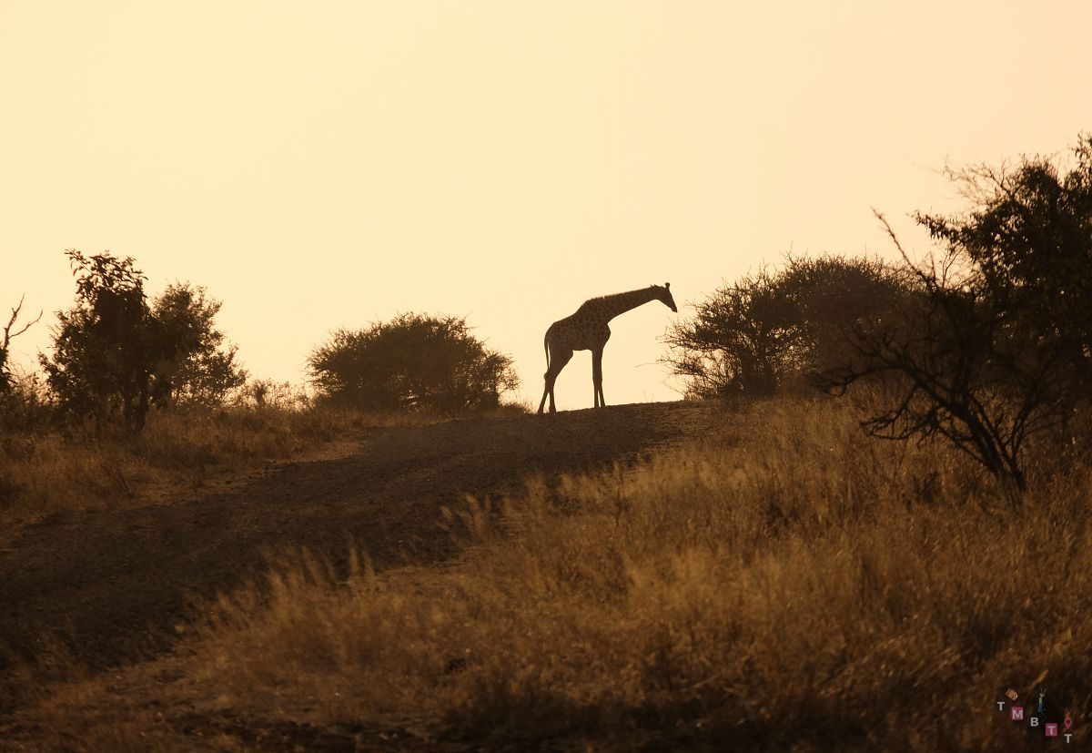 giraffa all alba safari kruger