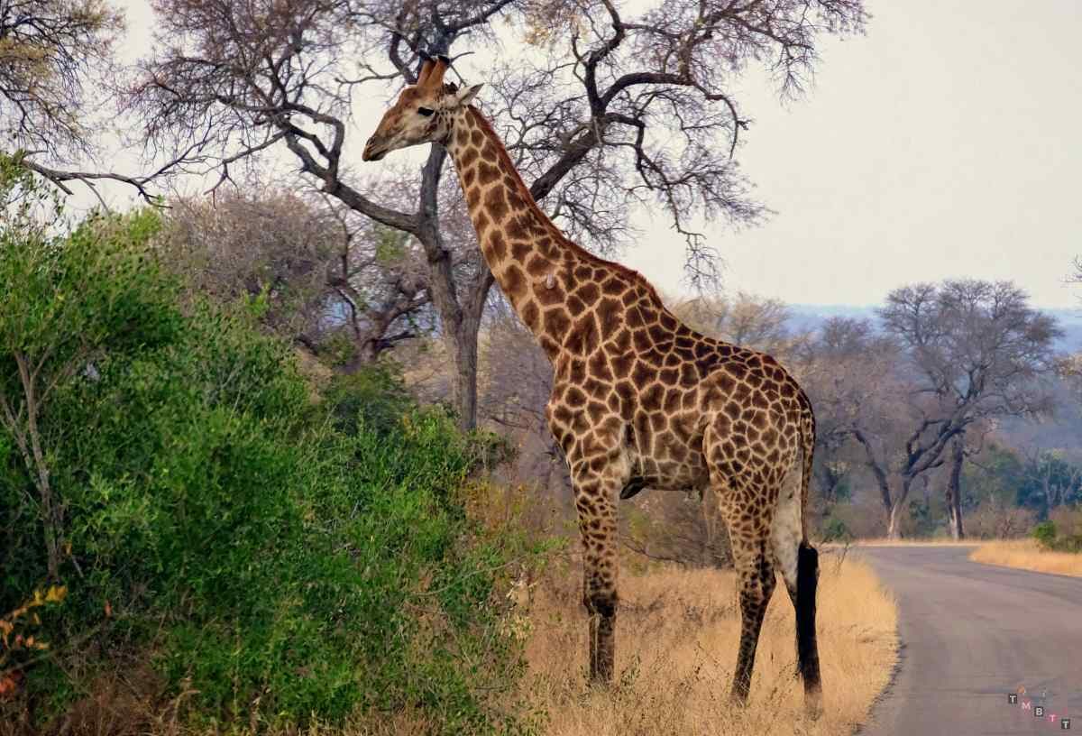 giraffa kruger safari