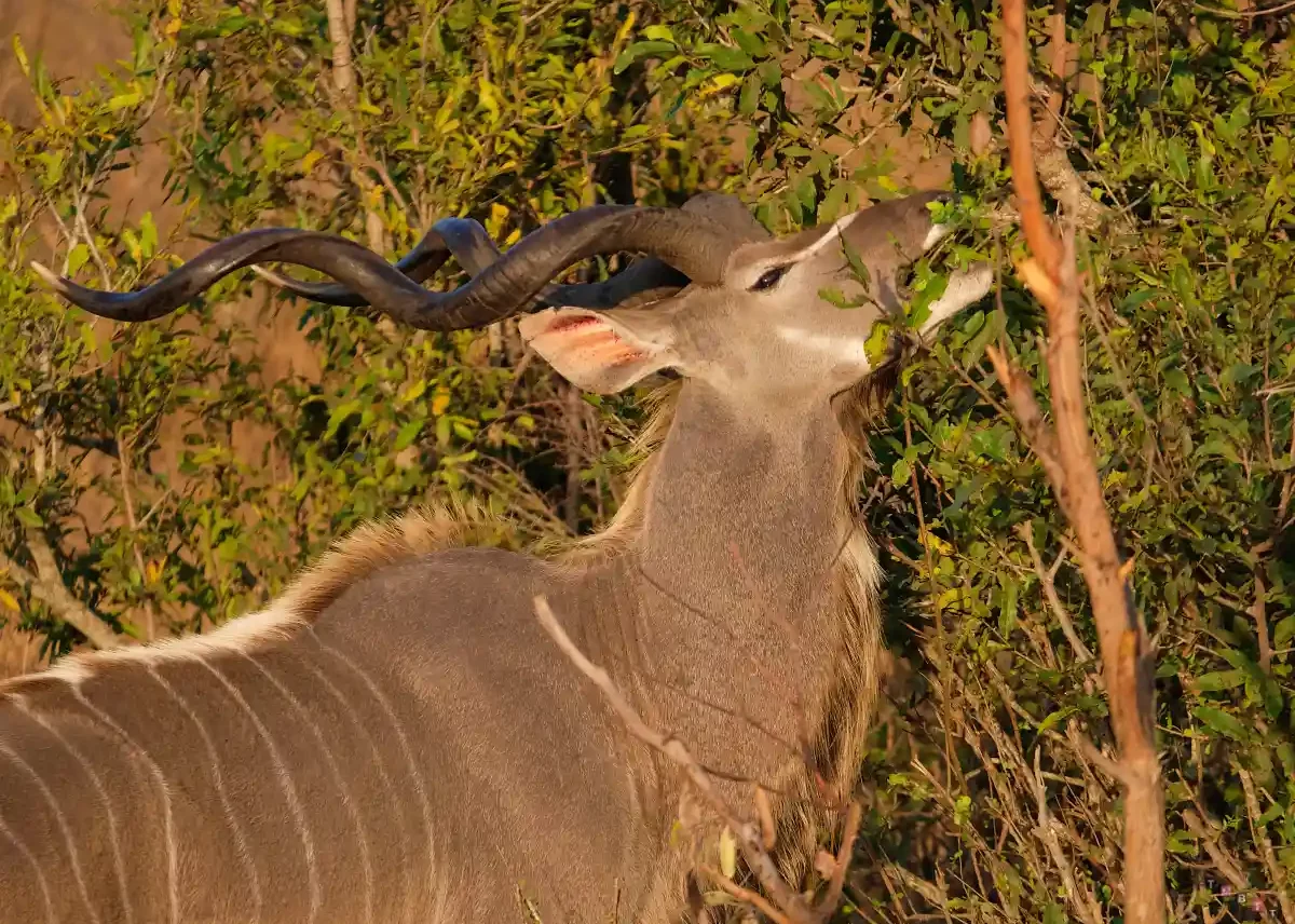 kudu safari sudafrica kruger