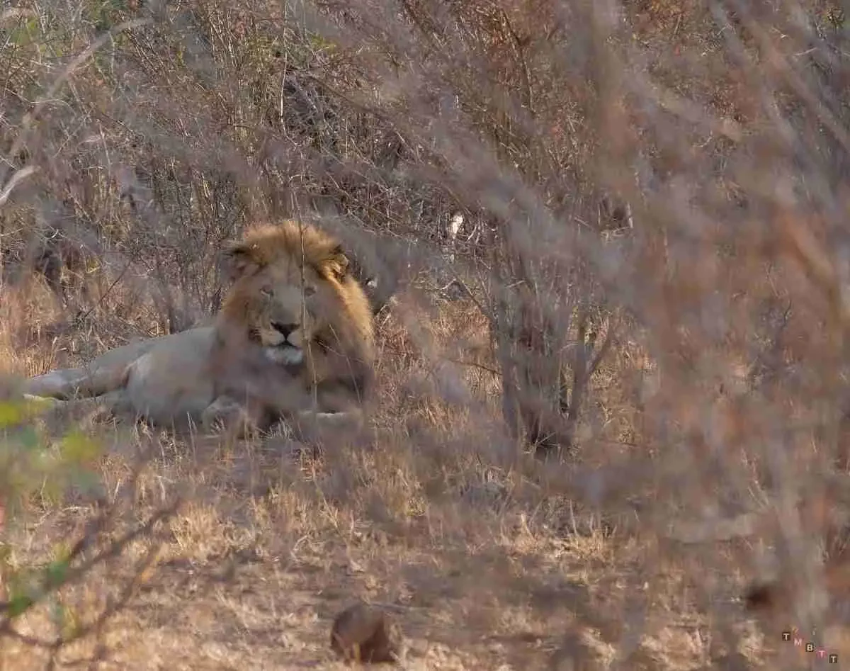 marloth park cosa fare leone safari