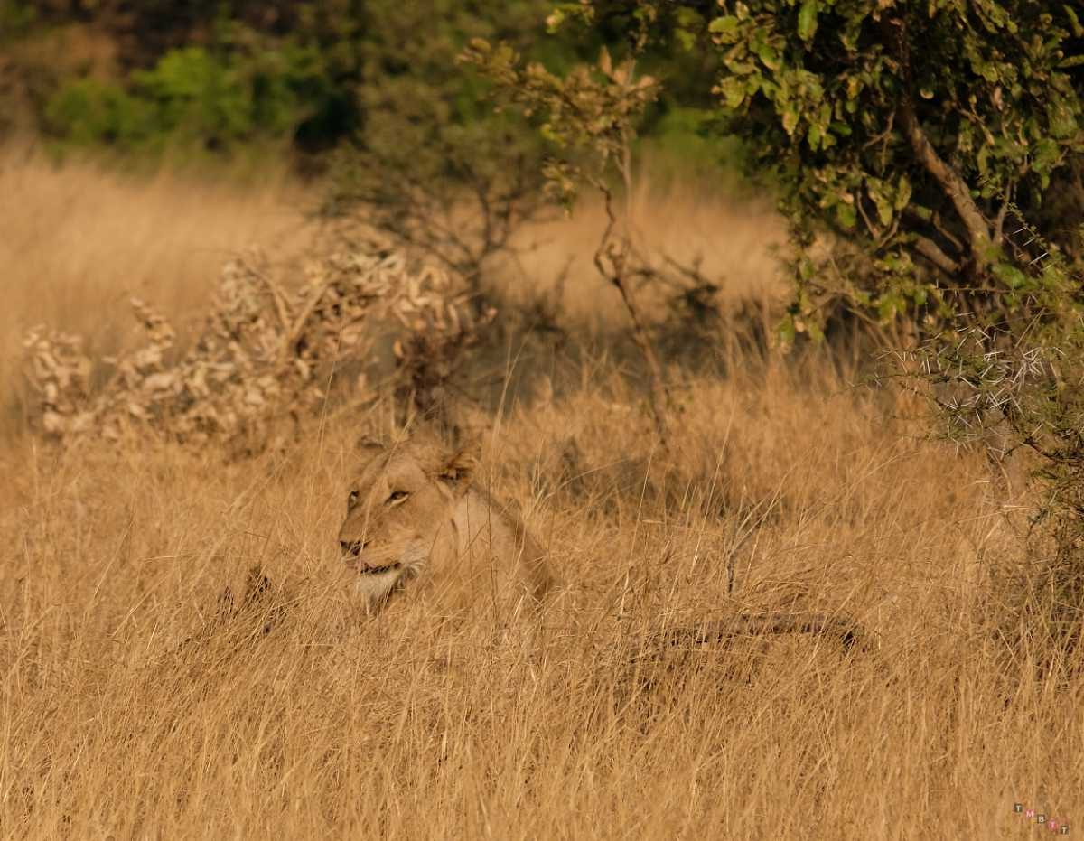leonessa kruger
