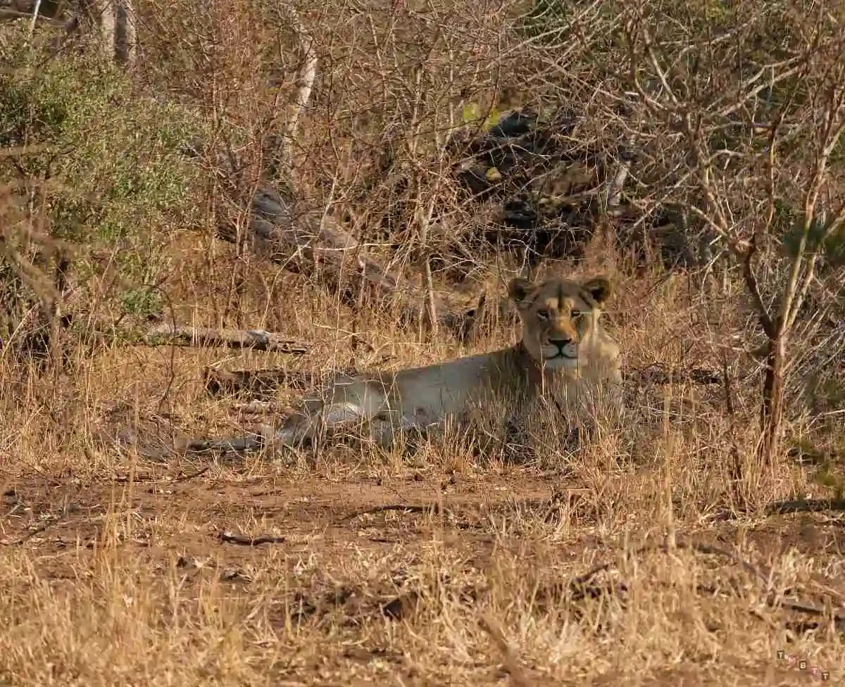 marloth park cosa fare leonessa safari