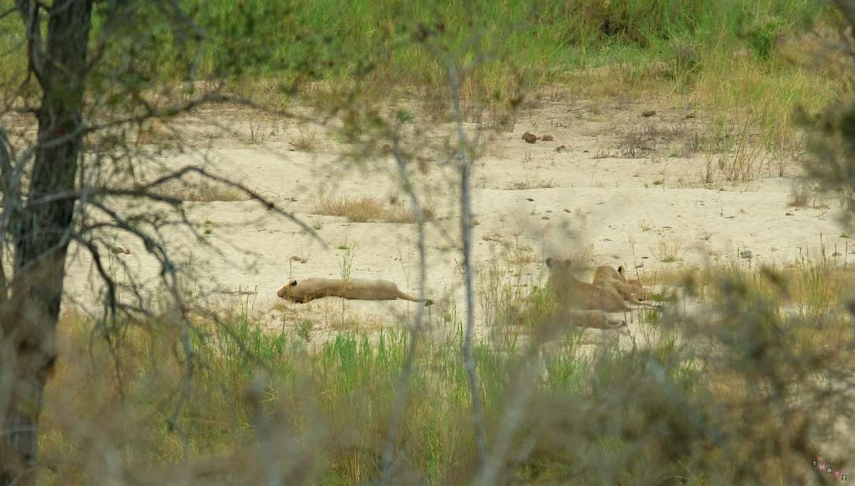 leoni lungo riva del fiume dopo caccia