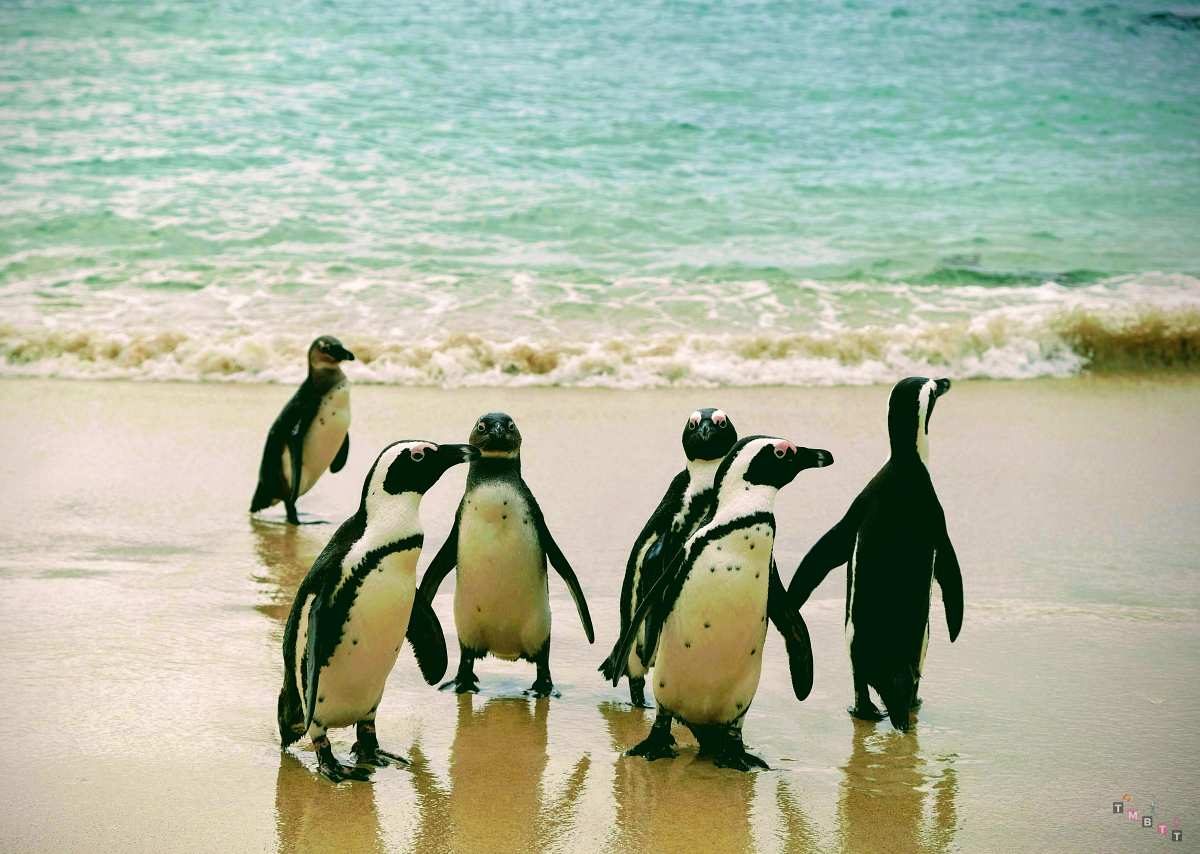 dove vedere pinguini