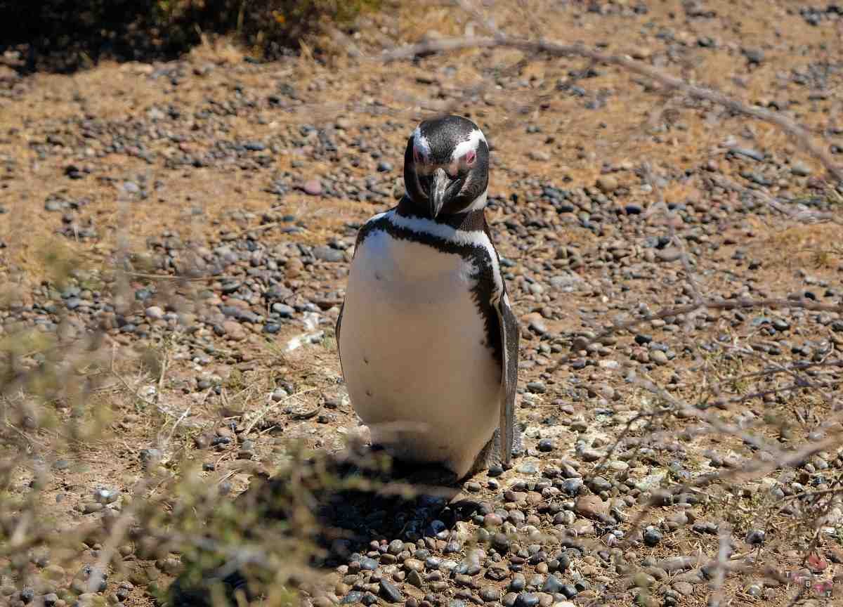 pinguino magellano punta tombo argentina