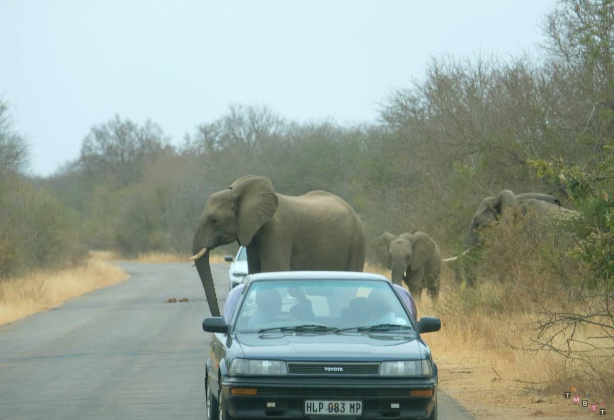 safari kruger attraversamento elefanti