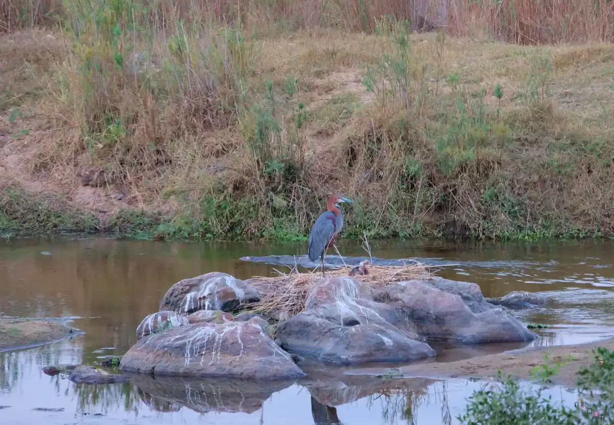 uccelli marloth park sudafrica