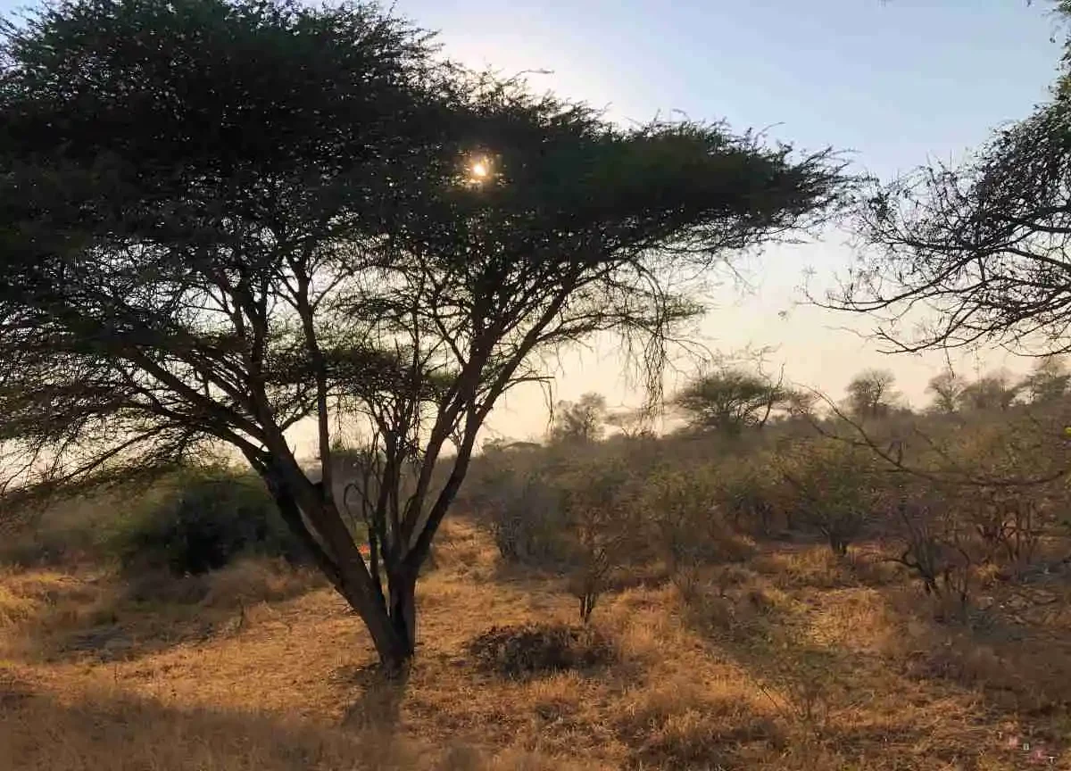 vista bush safari sudafrica kruger
