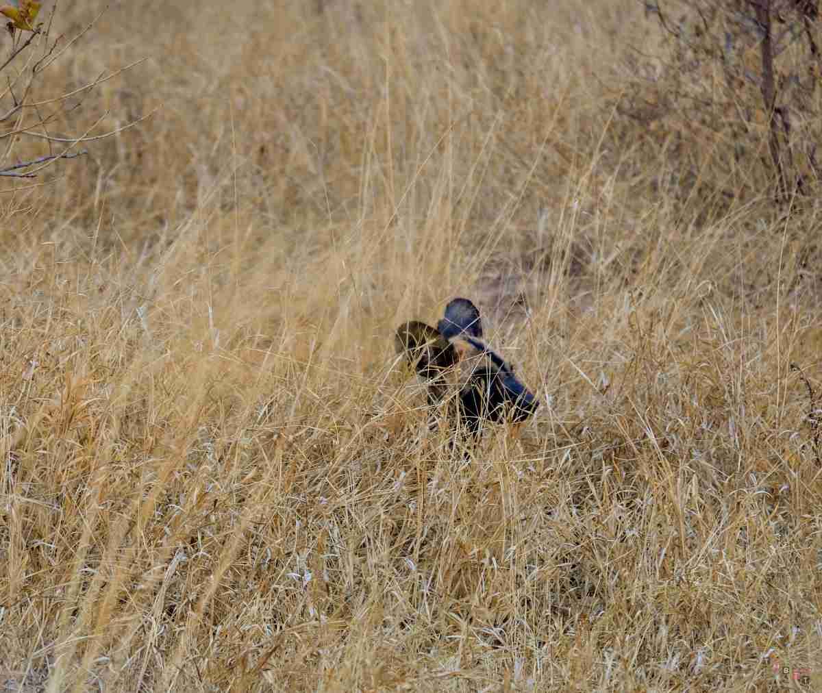 wild dog tra cespugli kruger