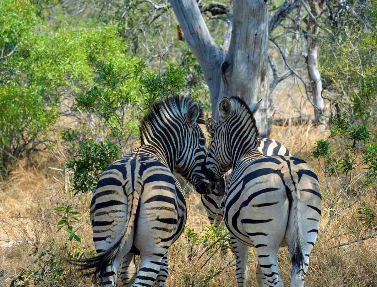 zebre safari kruger